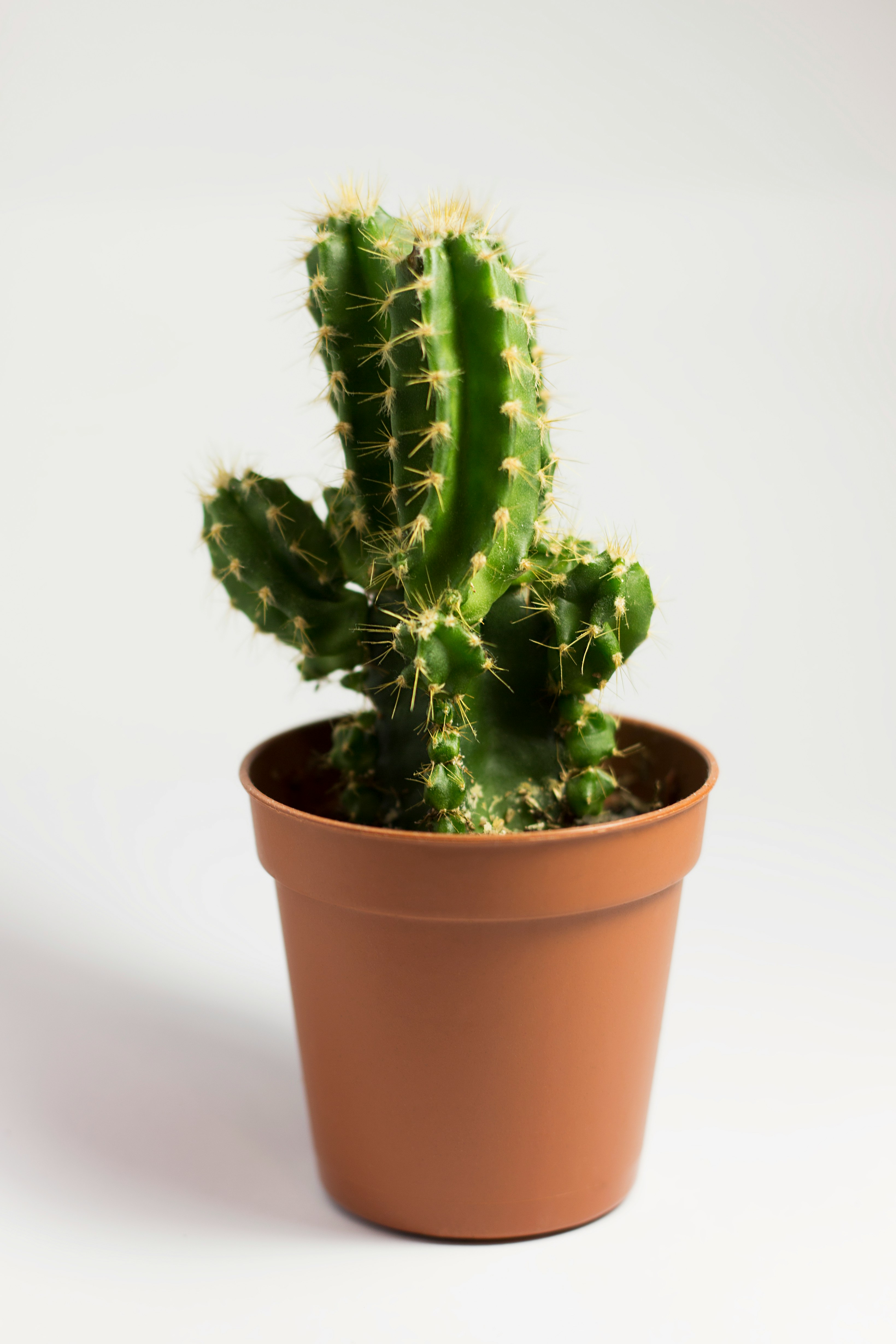 A plant with purple pot