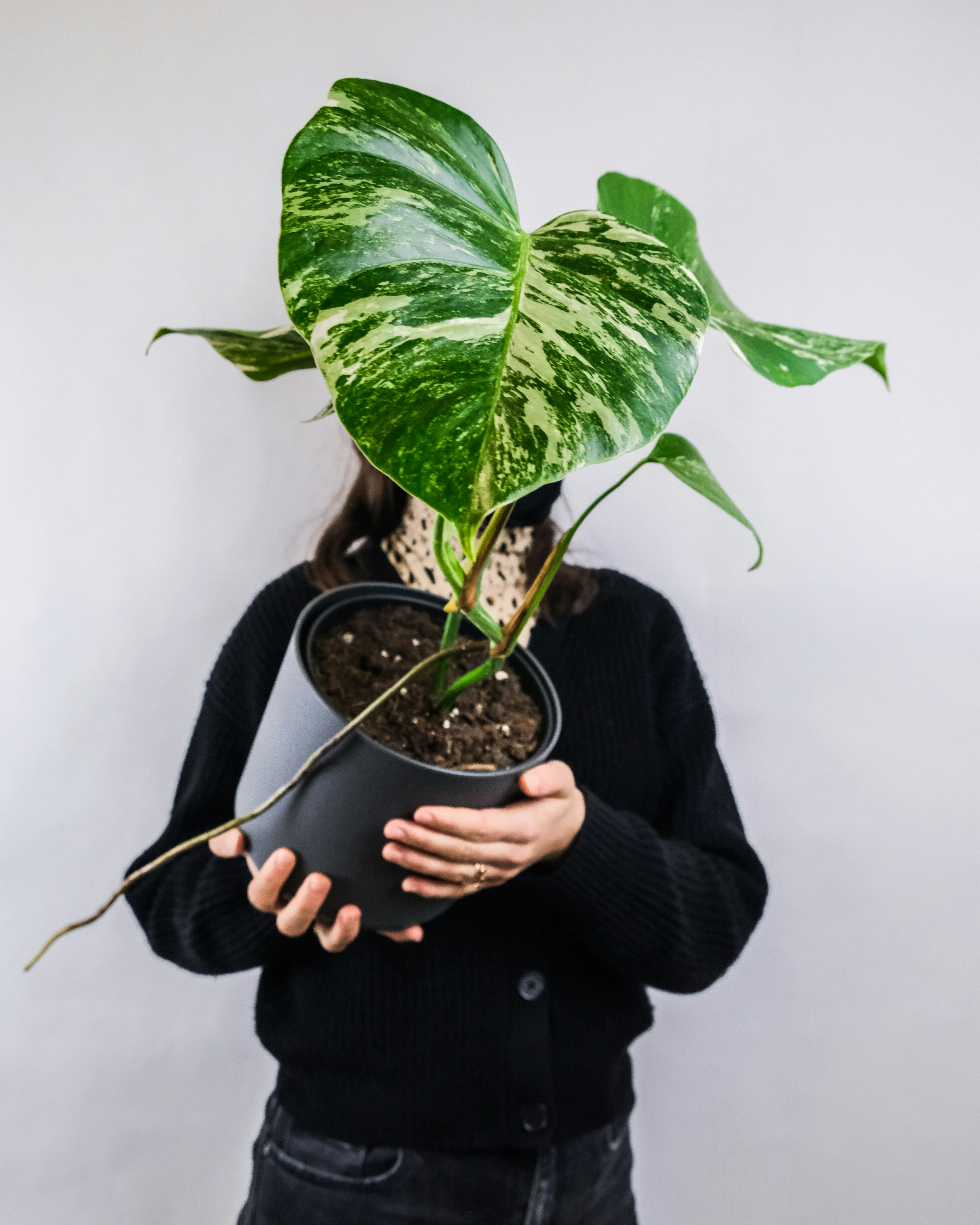 A plant with a red pot