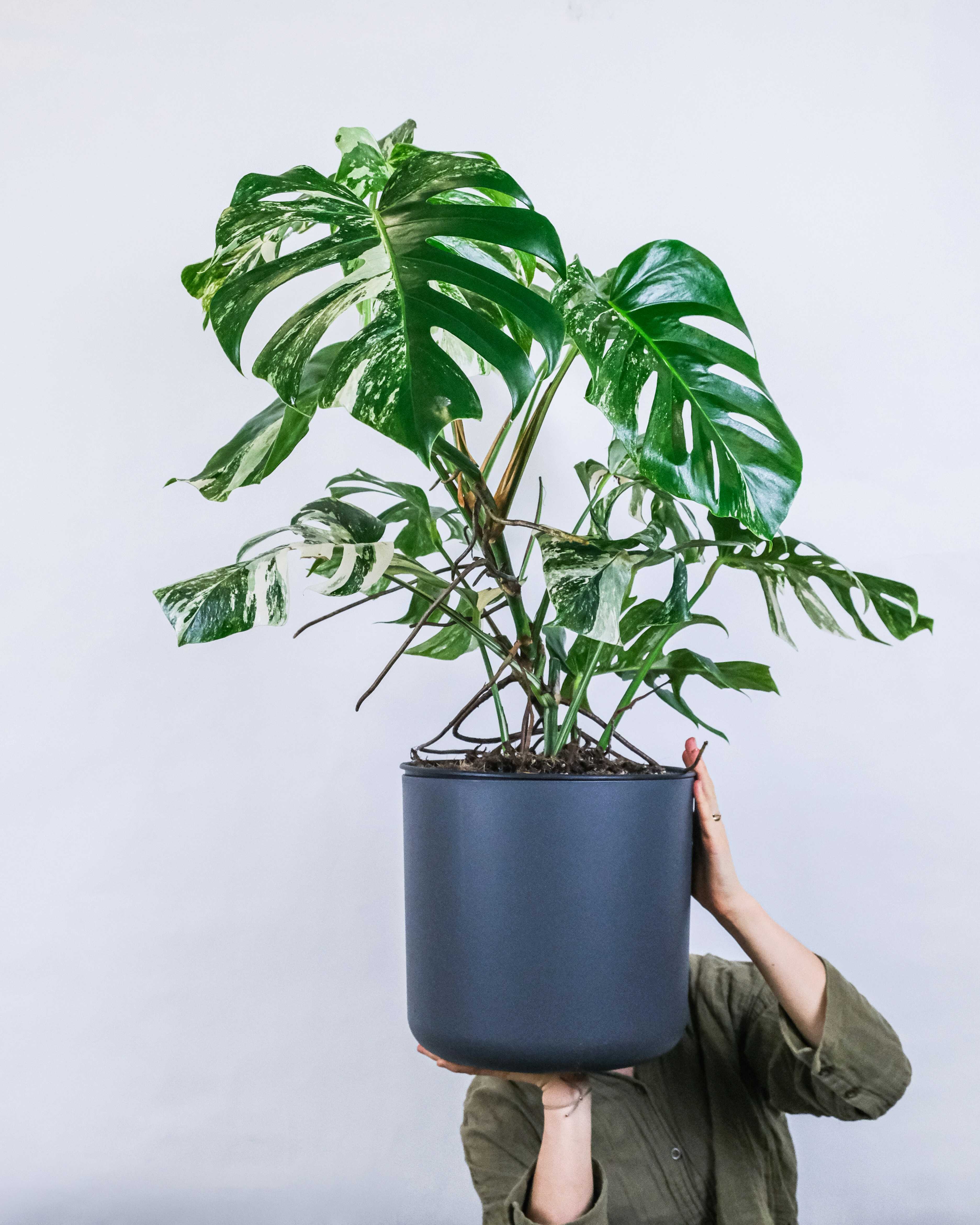 A plant with a grey pot