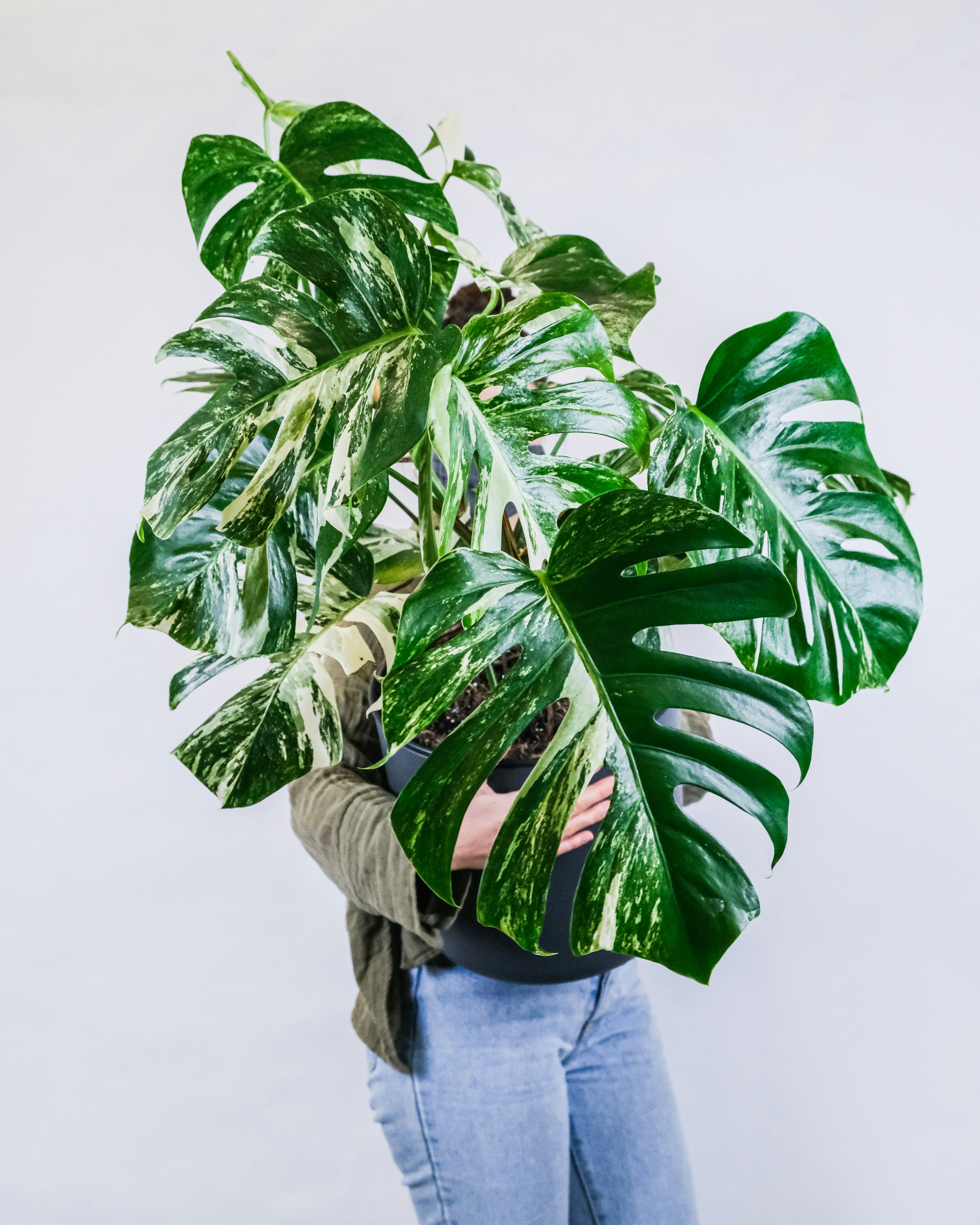 A plant with a grey pot